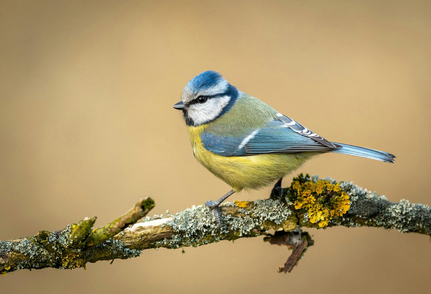 blaamejse 1927920701 Sinitiainen.